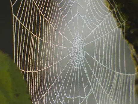 spider-web