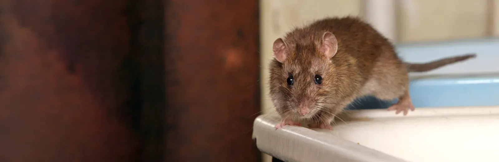 Mouse in a house