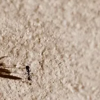 ant
