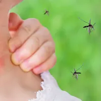 being attacked by mosquitoes