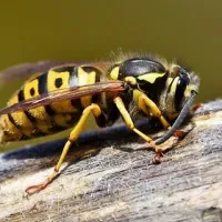 wasp