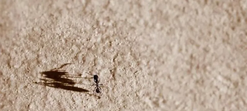 ant
