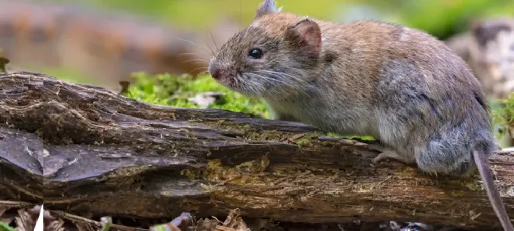 Gopher and vole control