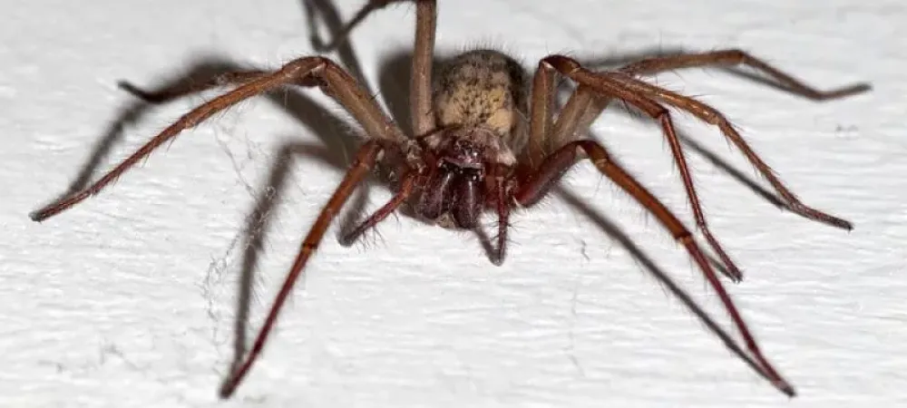spider