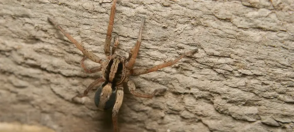 wolf spider in idaho 