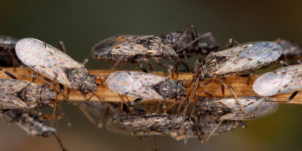 chinch bugs on a branch